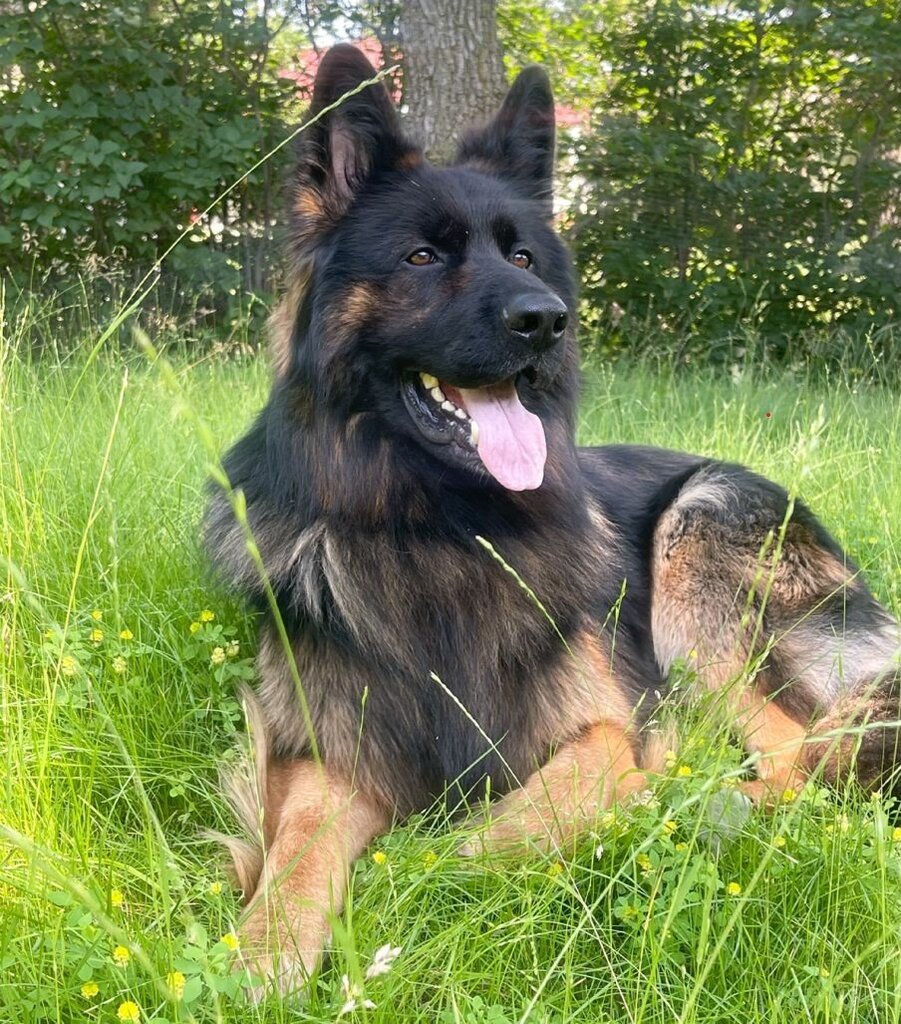 Leo Leo